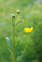 Ranunculus serpens polyanthemophyllus
