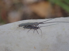 Calamobius filum