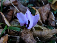 Cyclamen coum elegans
