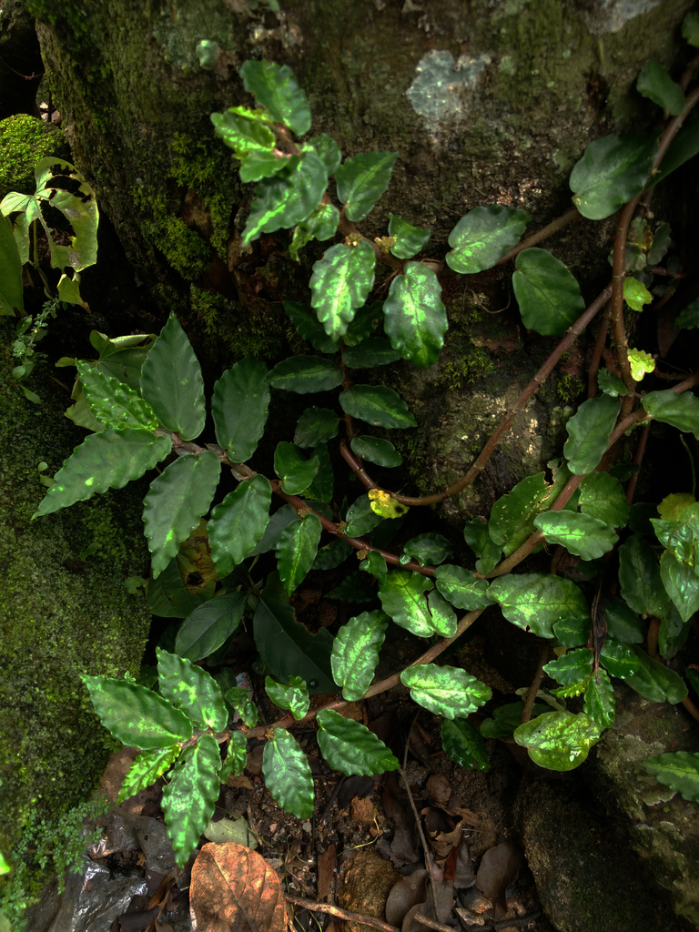 Péllionie rampante (Vigne pastèque) (Pellionia repens (Lour.) Merr.)