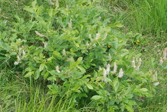 Salix appendiculata