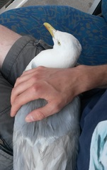Larus argentatus