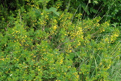Cytisus emeriflorus