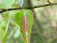 Acalitus longisetosus