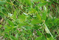 Salix glabra