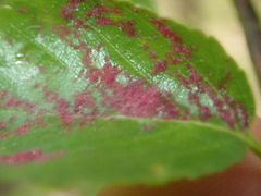 Acalitus longisetosus