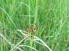 Juncus gerardi