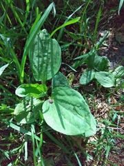 Plantago major