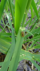 Parhelophilus laetus