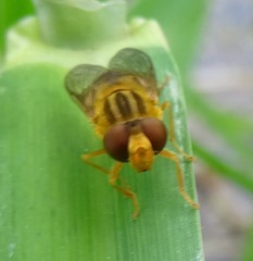 Parhelophilus laetus