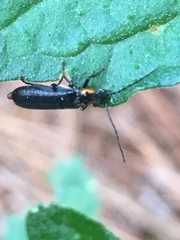 Rhagonycha angulata