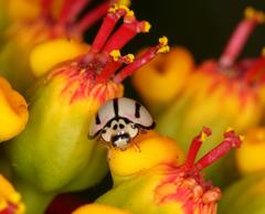 Declivitata olivieri