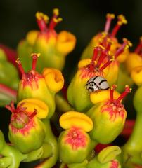 Declivitata olivieri