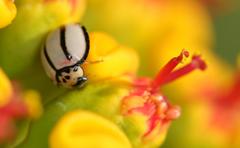 Declivitata olivieri