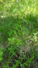 Carex arctata