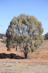 Acacia pendula