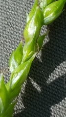 Carex arctata