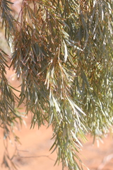 Acacia pendula