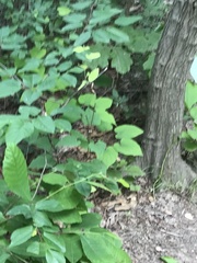 Dioscorea villosa