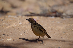 Chlamydera guttata