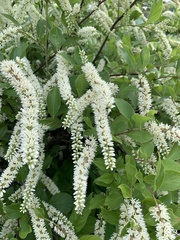 Itea