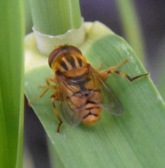 Parhelophilus laetus