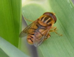 Parhelophilus laetus