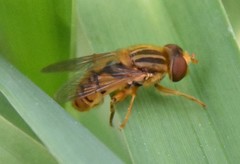 Parhelophilus laetus
