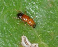 Otitesella longicauda