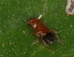 Otitesella longicauda