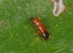Otitesella longicauda