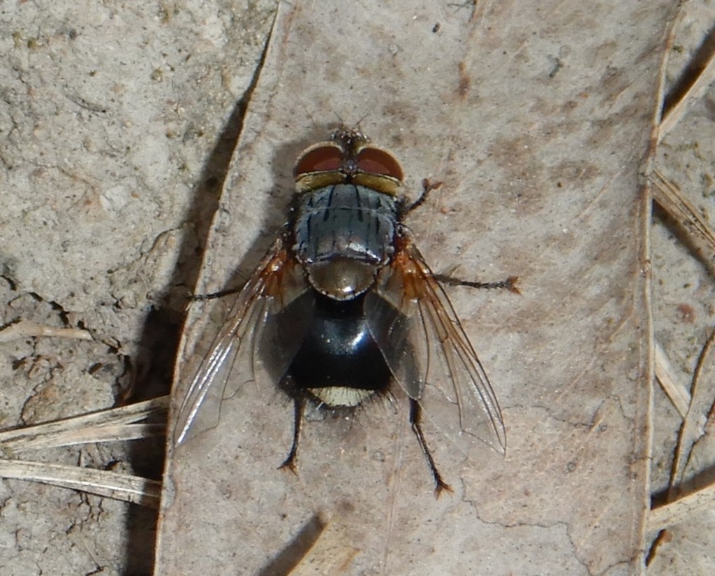 Eurygastropsis