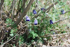 Pulsatilla ambigua