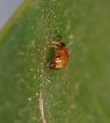 Otitesella longicauda