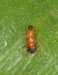 Otitesella longicauda
