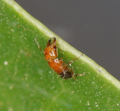 Otitesella longicauda