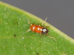 Otitesella longicauda