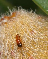 Otitesella longicauda