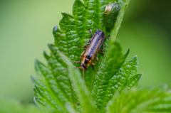 Metacantharis discoidea