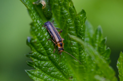 Metacantharis discoidea