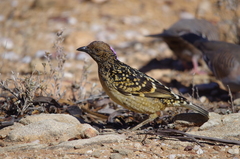 Chlamydera guttata