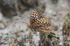 Speyeria callippe comstocki