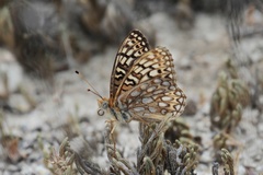 Speyeria callippe comstocki