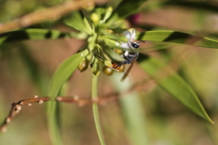 Podalonia tydei suspiciosa