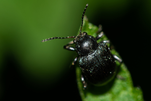 Western Grape Rootworm