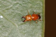 Otitesella