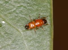 Otitesella