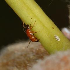 Otitesella