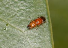 Otitesella