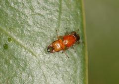 Otitesella